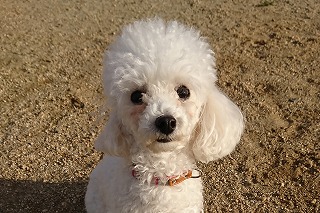 エリーゼちゃん